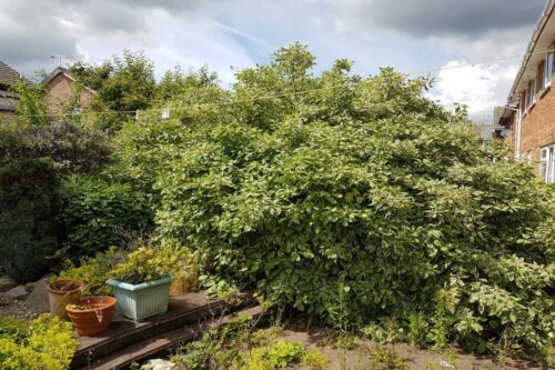 overgrown-garden-clearance-wirral