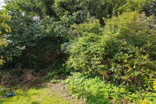 overgrown-garden-heswall