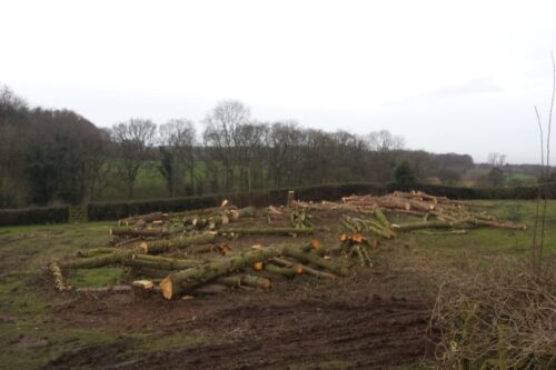 trees-felled-cheshire